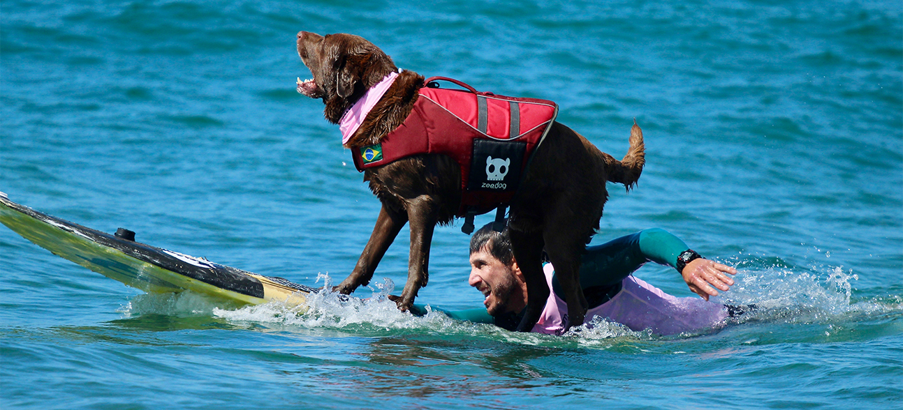 Best Life Jacket for Dogs in 2022