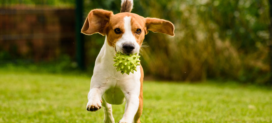 What are Some Great Games to Play with Your Pet Dog Outside?